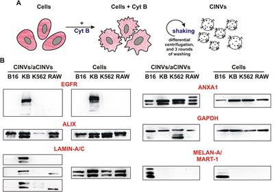 Extracellular vesicle mimetics as delivery vehicles for oligonucleotide-based therapeutics and plasmid DNA